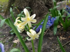 Hyacinthus