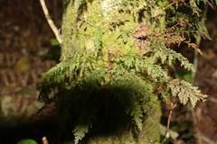 Abrodictyum caudatum