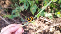 Poecilocoris druraei