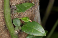 Bulbophyllum membranaceum