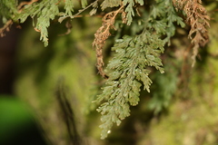 Abrodictyum caudatum