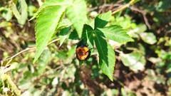 Poecilocoris druraei