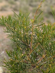 Acacia cupularis
