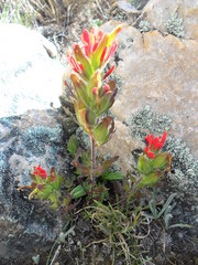 Castilleja nubigena