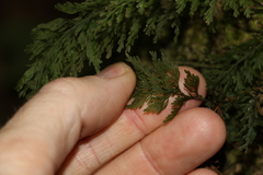 Abrodictyum caudatum