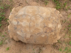 Centrochelys sulcata