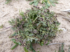 Chaerophyllum andicola