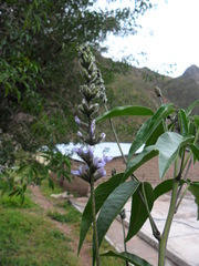 Otholobium pubescens