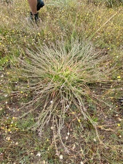 Trachyandra