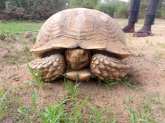 Centrochelys sulcata