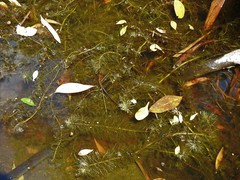 Myriophyllum gracile