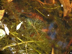 Myriophyllum gracile