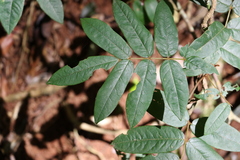 Austrosteenisia glabristyla
