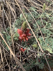 Indigofera oxytropis