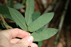Austrosteenisia glabristyla