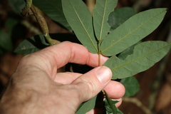 Austrosteenisia glabristyla