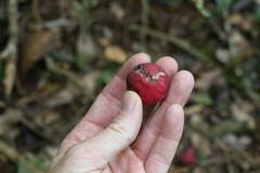 Syzygium ingens