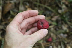 Syzygium ingens