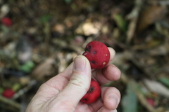 Syzygium ingens