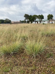 Eragrostis