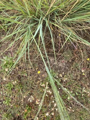 Eragrostis