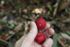 Syzygium ingens