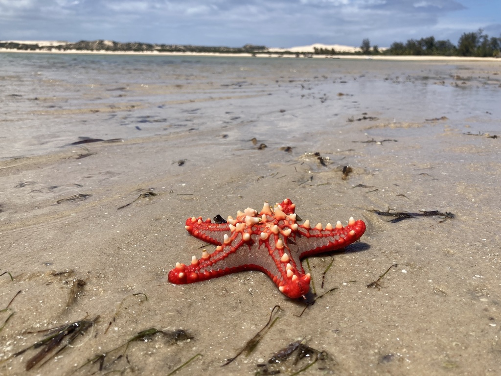 Photo of Red-knobbed sea star (Protoreaster lincki)