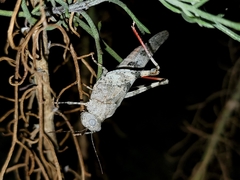 Trimerotropis californica