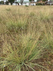 Eragrostis