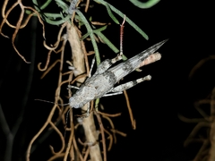 Trimerotropis californica