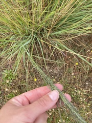 Eragrostis