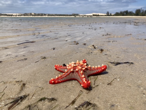 Photo of Red-knobbed sea star (Protoreaster lincki)