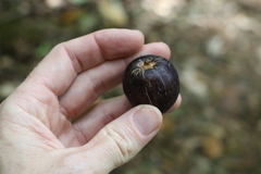 Planchonella australis
