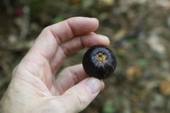 Planchonella australis