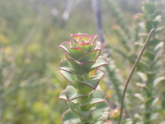 Osteospermum polygaloides