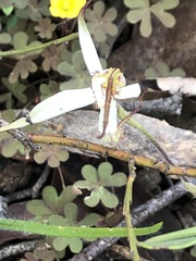 Caladenia colorata