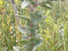 Osteospermum polygaloides