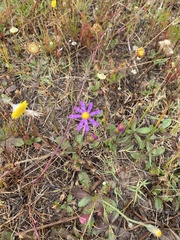 Asteraceae