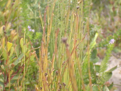 Elegia microcarpa
