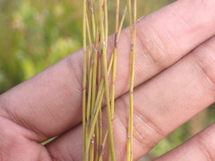Elegia microcarpa
