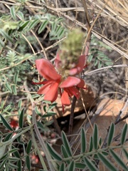 Indigofera oxytropis