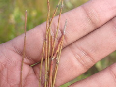 Elegia microcarpa