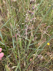 Poaceae