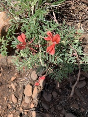 Indigofera oxytropis