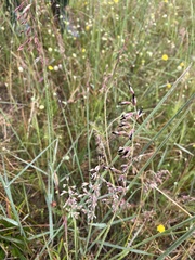 Poaceae