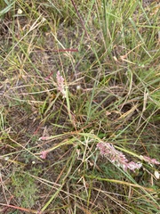 Poaceae