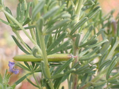 Indigofera sulcata