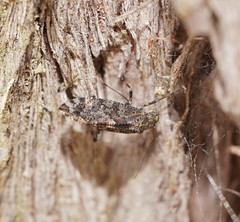 Myopsocidae