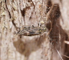 Myopsocidae