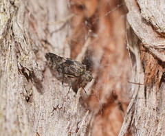 Myopsocidae